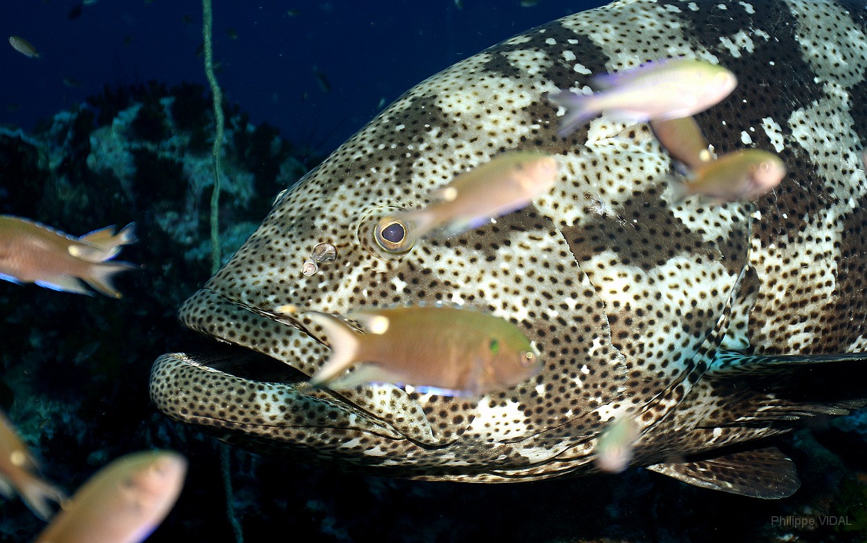 Thailand 2015 - Ko Tao - Merou Malabar _Epinephelus malabricus _IMG_3753_rc.jpg